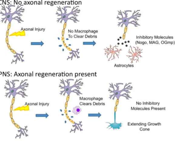 Figure 1-2: Schematic representation comparing injury at the CNS vs. PNS. [9] 