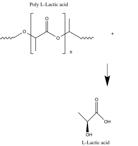 Figure 1-3: Hydrolysis of Poly L-Lactic acid to L-Lactic acid O