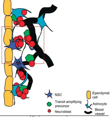 Figure 2-1: Neural stem cell niche with NSC (in blue) [39] 