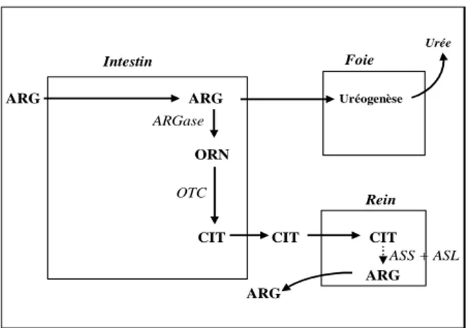 Figure 1 : Cycle inter-organe ARG-CIT-ARG (d’après [ 11]) 
