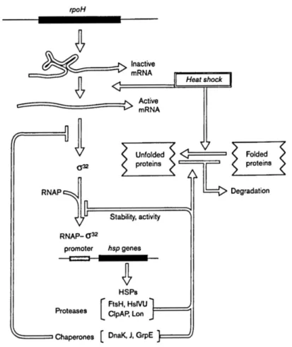 Figure 1.4: Regulatory circuits of the σ 32 regulon in E. coli (after Yura and Nakahigashi, 1999).