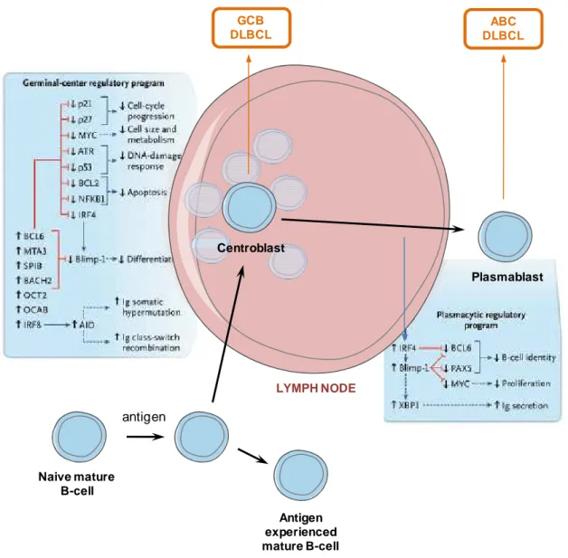 Figure  2.  Lymphogenèse  des  DLBCL.  Les  cellules  lymphomateuses  dépendent,  pour 