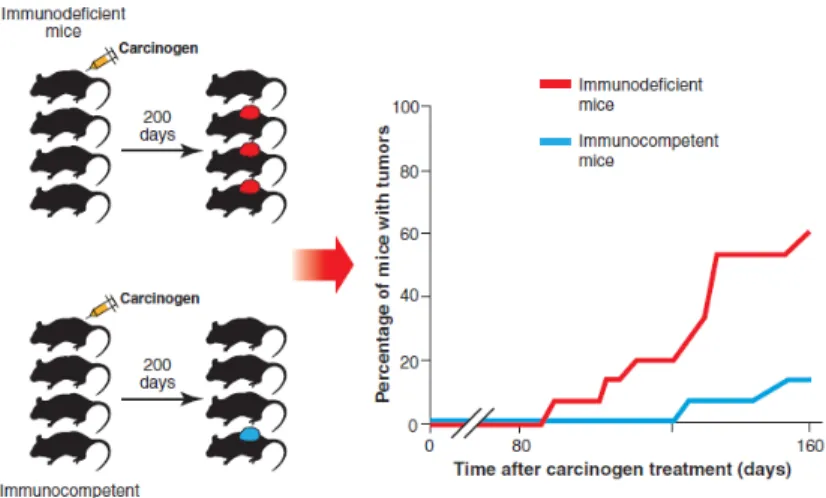 Figure  4.  L’importance  du  système  immunitaire  dans  le  contrôle  du  développement  tumoral