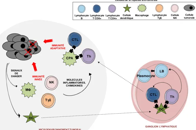 Figure  5.  Les  cellules  tumorales  face  à  la  réponse  anti-tumorale  du  système  immunitaire