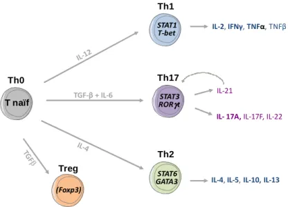 Figure  6.  Les  différentes  voies  de  polarisation  des  lymphocytes  T  CD4 + chez  la 