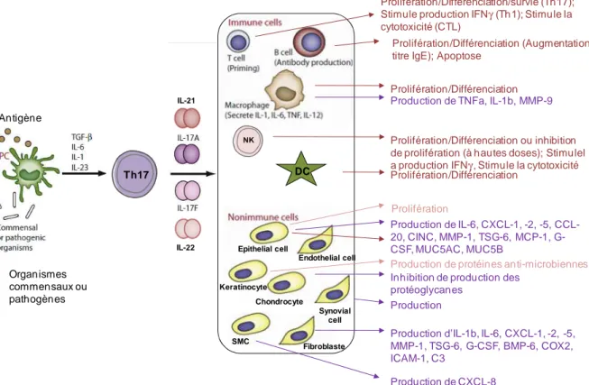 Figure  8.  Principales  actions  des  cytokines  Th17.  A  la  suite  de  la  reconnaissance  de 