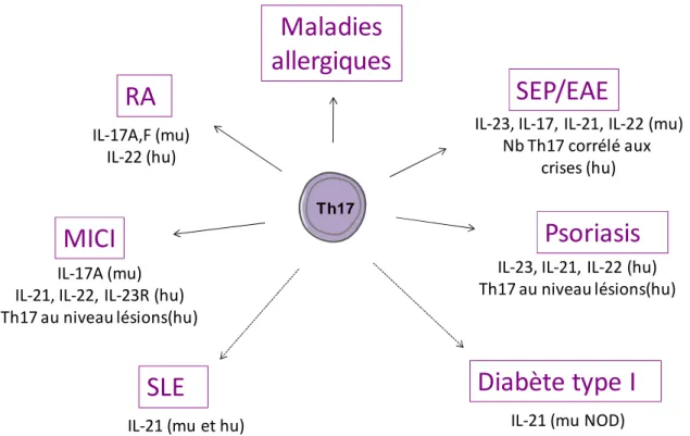 Figure  9.  Implication  des  Th17  dans  les  désordres  immunitaires.  Les  Th17  sont 