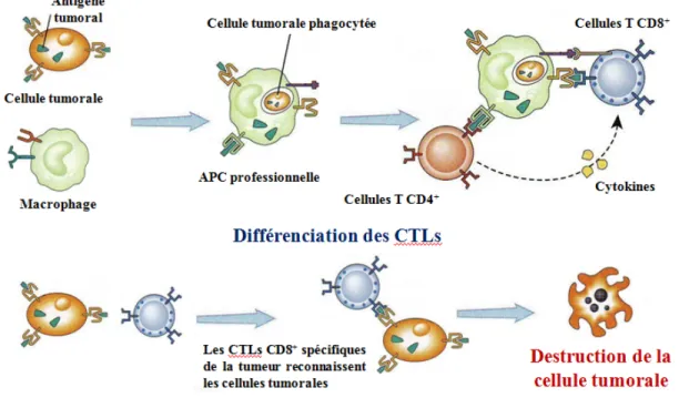 Figure 1-1 : Induction de la réponse immunitaires des cellules T CD8+ contre la tumeur  (modifiée de Abbas et al., 2006)