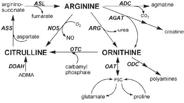 Figure 1-3 : Catabolisme et recyclage du L-arg, extrait de Morris, 2004. 
