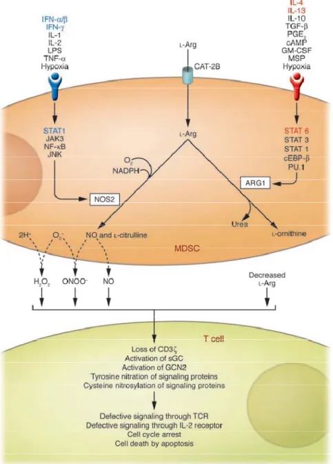 Figure 1-4 : Effets inhibiteurs des MDSC sur les CTLs (extrait de Sica et al, 2007).    