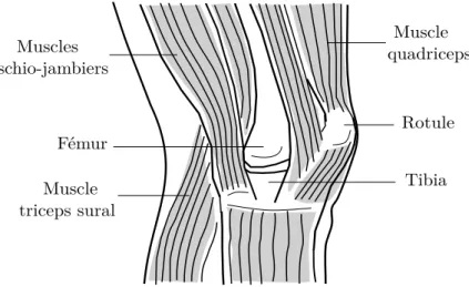 Figure 2.2 : Composition musculaire autour de l’articulation du genou humain.