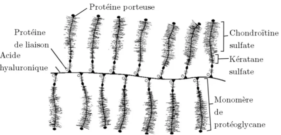 Figure 2.3 : La molécule de PG (tiré de [34]).