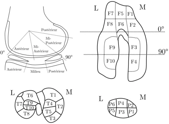 Figure 2.5 : Représentation des sections pour le genou droit. Les sections F3 et F9 sont les zones de mise en charge de l’articulation à l’extension complète (tiré de [81]).