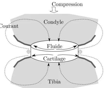 Figure 2.7 : Schématisation de la génération de champ électrique par la compression du car- car-tilage