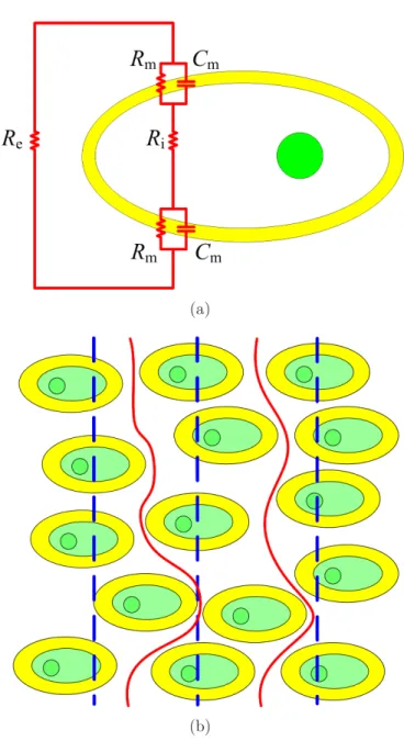 Figure 1.10 Comportement ´electrique d’un tissu. a) Mod`ele ´electrique d’une cellule
