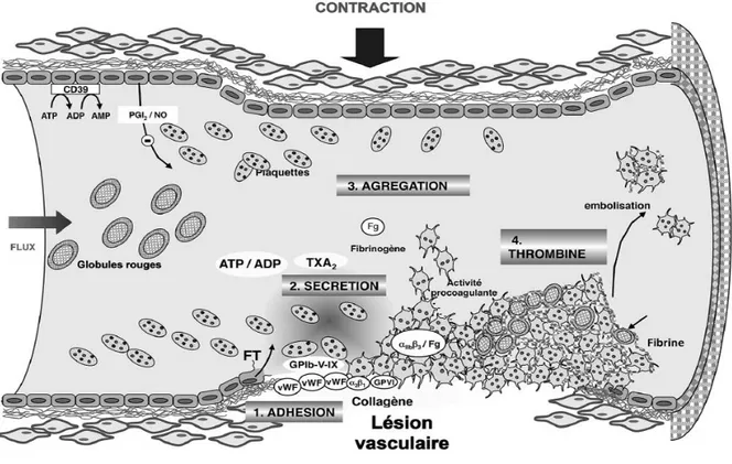 Figure 1 : Formation d’un caillot fibrino-plaquettaire après exposition du sous-endothélium
