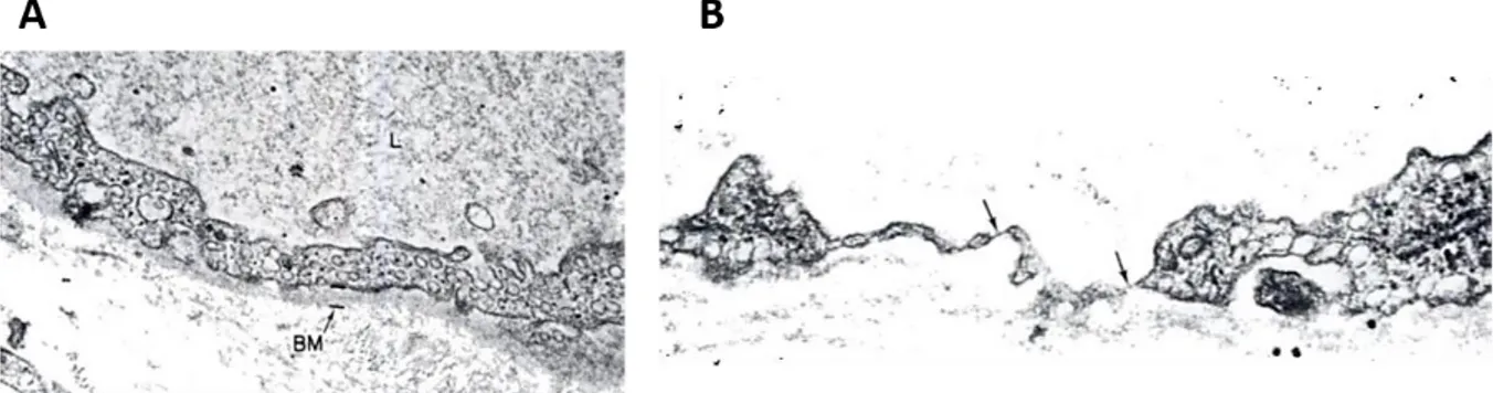 Figure  2  :  Observation  par  microscopie  électronique  de  capillaires  de  lapin  avec  un  compte  plaquettaire  normal  (A)  ou  de  lapin  thrombopénique  (B)