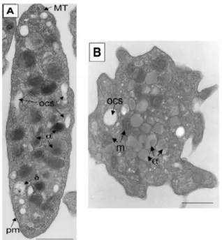 Figure 6 : Plaquettes humaines observées en microscopie électronique à transmission.  Plaquette  au  repos  de  forme  discoïde  (A)  ou  plaquette  de  forme  sphérique  (B)  avec  des  pseudopodes  après  activation à l’adénosine diphosphate (ADP)