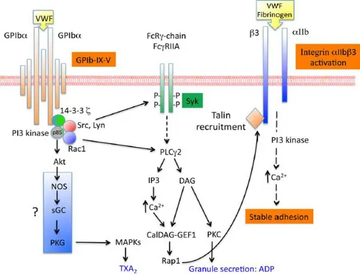 Figure  8  :  Signalisation  plaquettaire  en  aval  du  complexe  GPIb-V-IX.   La  liaison  du  facteur  von  Willebrand  au  complexe  GPIb-V-IX  conduit  à  l’activation  de  différentes  voies  de  signalisation  qui  conduisent  à  la  sécrétion  des  granules  plaquettaires  et  à  l’activation  de  l’intégrine  α IIb β 3   par  une 
