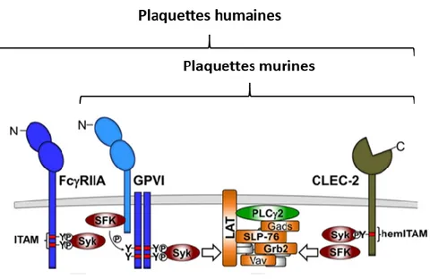 Figure 13  :  Les  récepteurs  portant  un  motif  ITAM  sur  les  plaquettes  humaines  et  murines