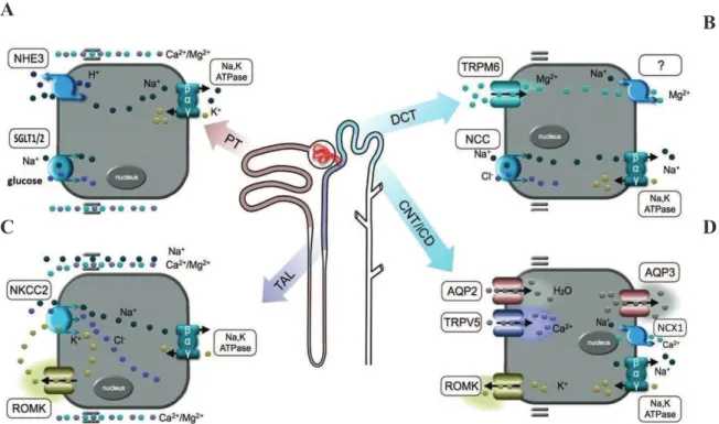 Figure 4. Schematic representation of the principal transporters/channels and their distribution in the  different nephron tubular segments