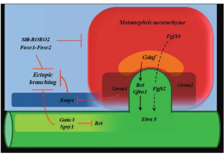 Figure 6. Principal signaling pathways involved in the UB outgrowth. The UB outgrowth is the results of 