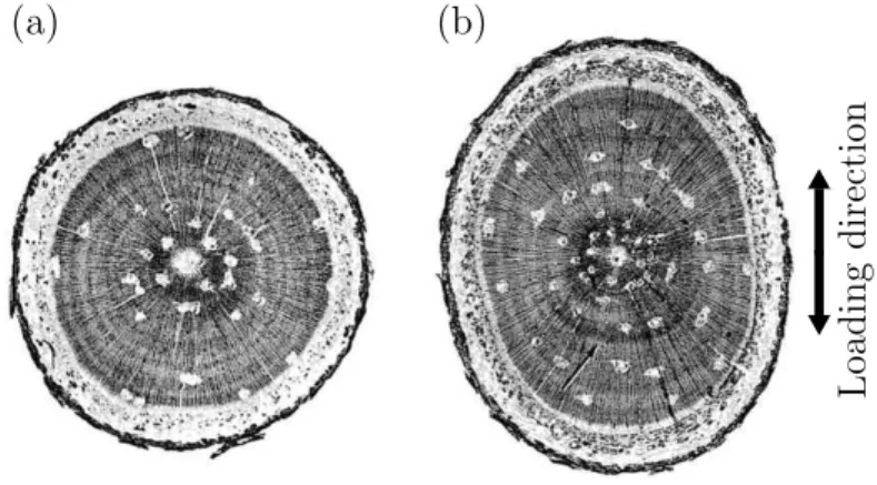 Figure 1.2 Demonstration of the effect of mechanical perturbation on the trunk of loblolly pine
