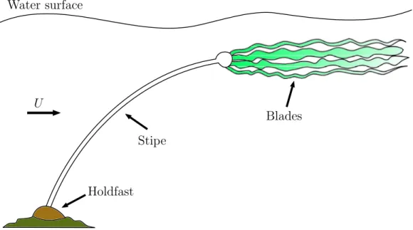 Figure 2.3 A schematic of giant kelp showing its stipe, clumped blades and the holdfast