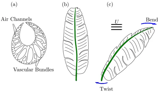 Figure 3.1 Schematics of a banana leaf (a) U-shape cross section of its petiole with a large twist-to-bend ratio ; (b) upright banana leaf ; and (c) leaf twisting to bend downwind