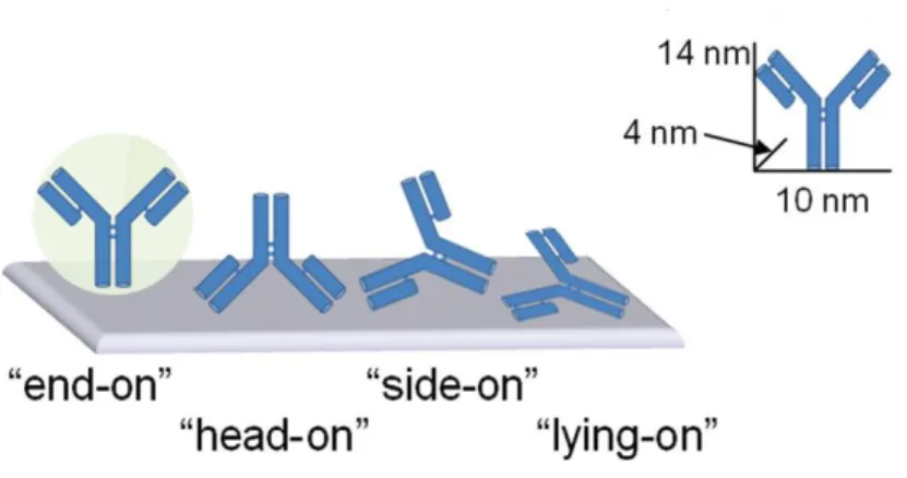 Figure  2-3.  The  probabilities  of  an  antibody  positions  after  immobilization  on  the  surface  of  a  substrate [18] 