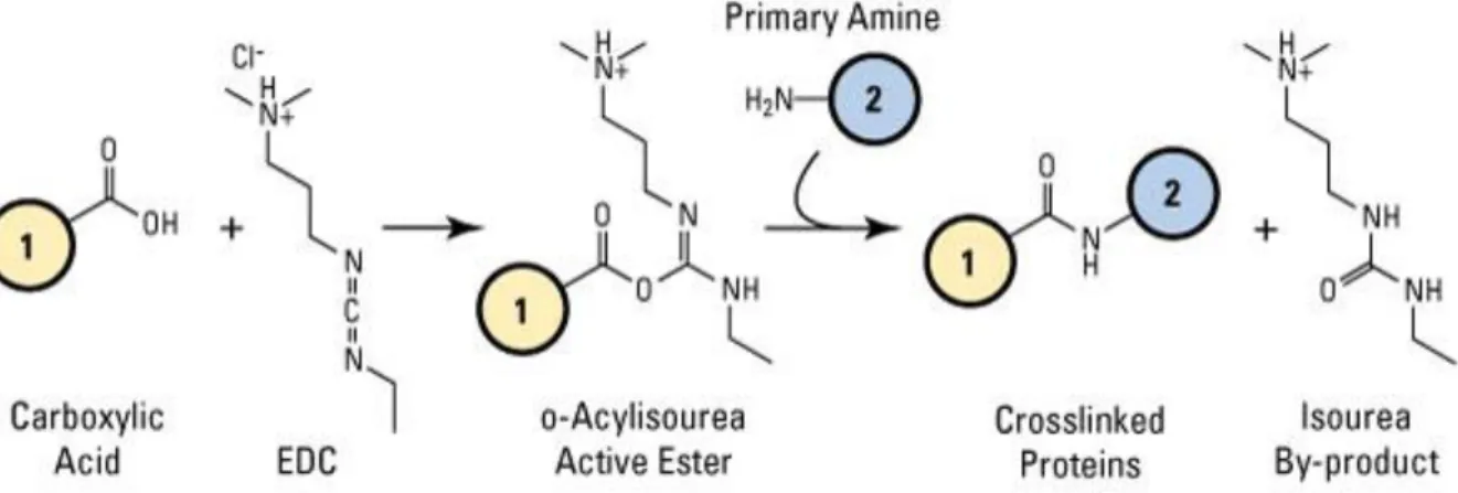 Figure 2-4. The illustration of EDC/S-NHS chemistry [25]. 