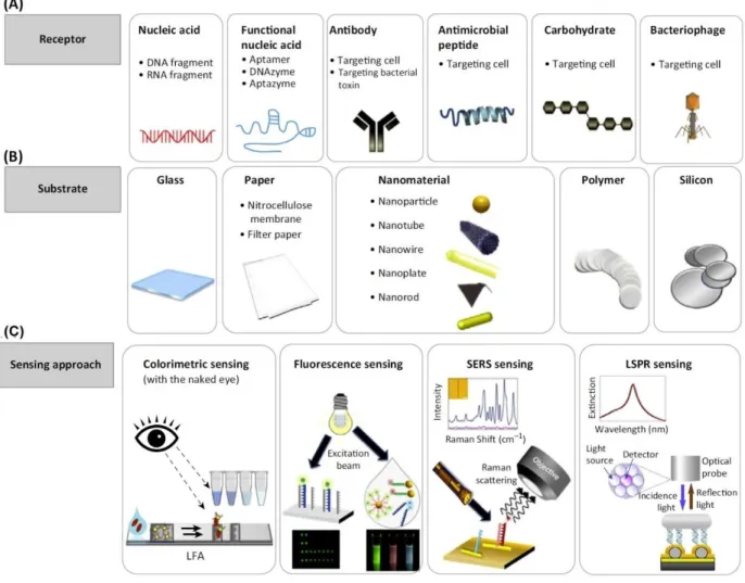 Figure  2-5.  A  schematic  of  optical  sensing  along  with  the  representative  components  and  techniques applied to a biosensor for the detection of pathogen: (A) various types of receptors, (B)  the established substrates and (D) the sensing approa