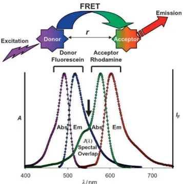 Figure 2-7 shows a schematic of FRET phenomena and interaction between a donor and acceptor