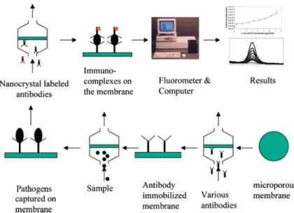 Figure  2-10. An illustration of the detection of bacteria through establishing a sandwich model