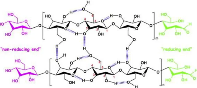 Figure 2-13. A schematic of the chemical structure of cellulose and effect of hydrogen bonds on  its formation [98]