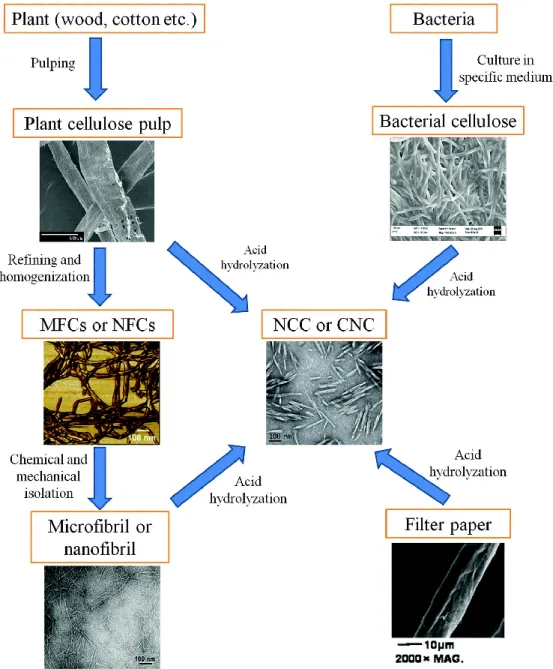 Figure 2-14. The presented figures show the differences in the structure of various nanocelluloses  [101]