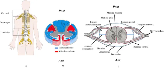 Figure 1-4: a) Moelle épinière b) voies ascendantes et descendantes c) anatomie de la moelle  épinière (images adaptées de Wikipedia.org) 