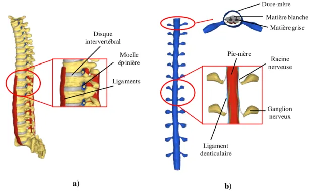 Figure 1-10: Spinal Model for Safety and Surgery (SM2S) a) modèle ostéoligamentaire et b)  modèle de la moelle épinière 