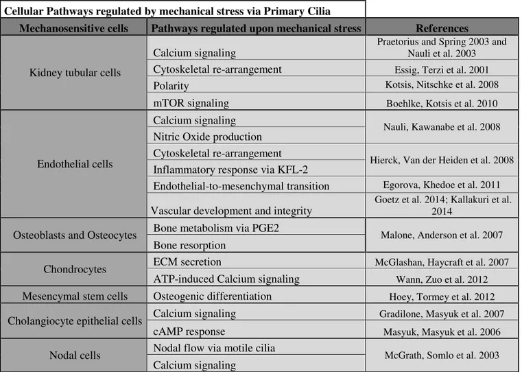 Table 1: Pathways regulated by mechanical stress via Primary Cilia 