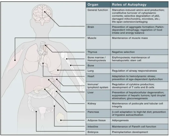 Figure 12: Physiological Roles of Autophagy (Mizushima and Komatsu 2011) 