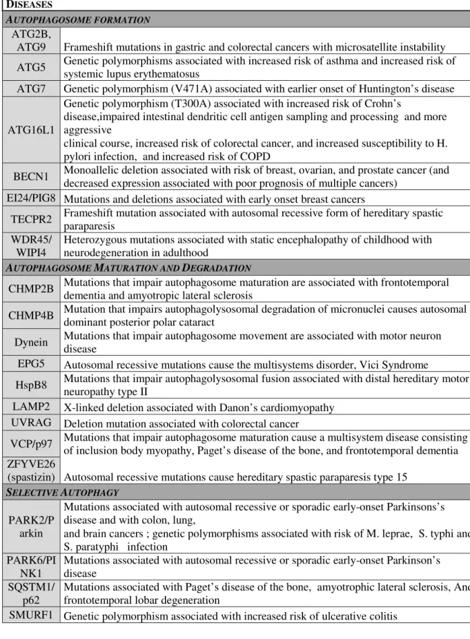 Table 2: Mutations in Autophagy Genes and associated human diseases  