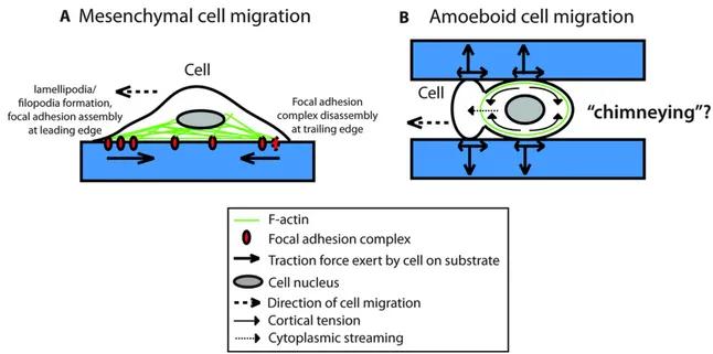 Figure 6 – Schéma des deux principaux modes de migration. Source : Yip et al. [ 2015 ].