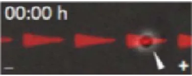 Figure 9 – Dispositif expérimental dans Caballero et al. [ 2014 ].