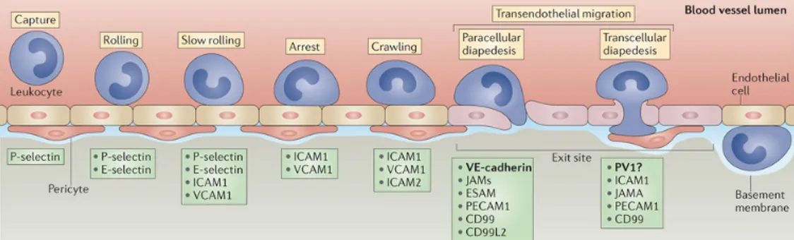 Figure 11 – Schéma de la cascade d’exravasation d’un leucocyte hors d’une artère. Réimprimé avec la permission de Macmillan Publishers Ltd: Nature Reviews Immunology [ Vestweber , 2015 ], copyright (2007)