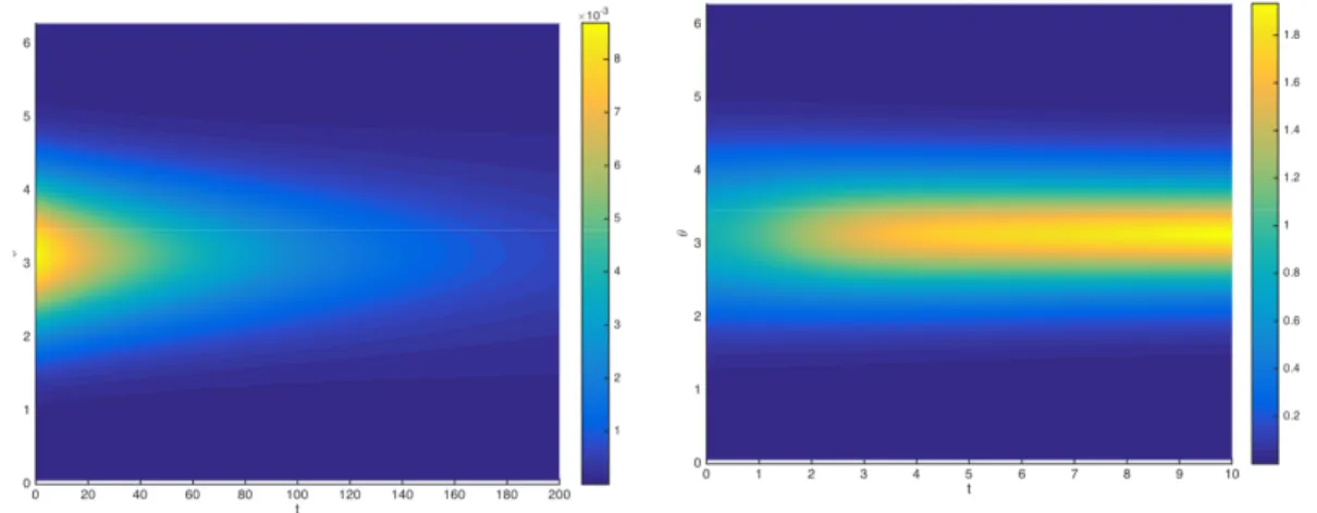 Figure 17 – Kymographes représentant la concentration en marqueurs activés dans un cas de dépolarisation et de polarisation