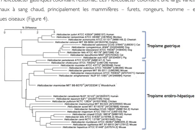 Figure 4 Arbre phylogénétique des  Helicobacter  basé sur l'analyse en  Neighbour-joining  des  séquences d'ARN ribosomique 16S 