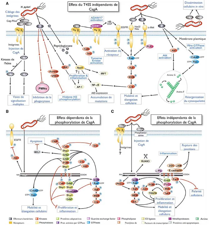 Figure 11 Rôle du T4SS de  H. pylori  dans l'altération des voies de signalisation cellulaires  (A) Effets du contact du T4SS avec les cellules gastriques