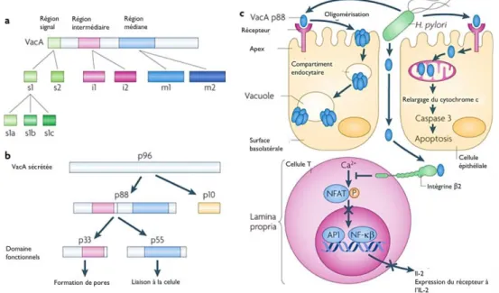 Figure 12 Maturation de la toxine et mécanismes moléculaires de la pathogenèse induite par  VacA 