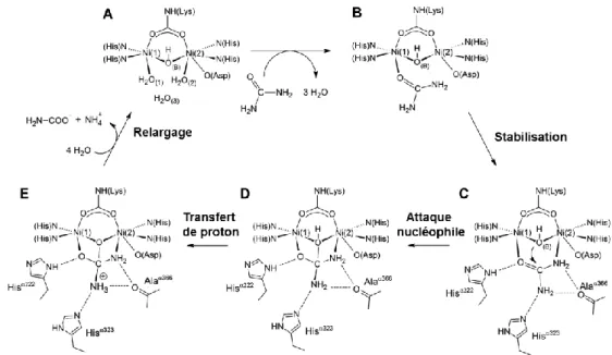 Figure 22 Représentation simplifiée du mécanisme catalytique de l'uréase  Figure adaptée de (Zambelli  et al , 2011)