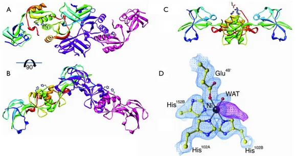 Figure 23 Structure cristalline de la protéine UreE de  H. pylori
